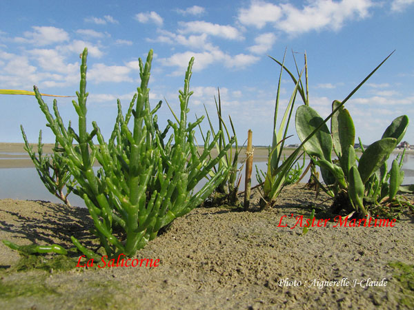 Chambre Htes Les Vert Linettes  baie de somme